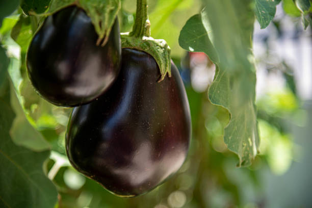 istock Eggplant fruit. eggplant tree in the garden. Vegetable consumed in salads. 1292932310