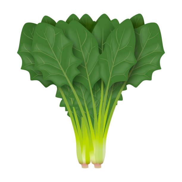 illustrazioni stock, clip art, cartoni animati e icone di tendenza di illustrazione degli spinaci. sfondo bianco. - white background freshness spinach vegetable