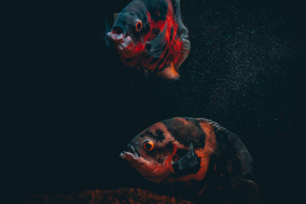 Oscar fish in the aquarium on dark background