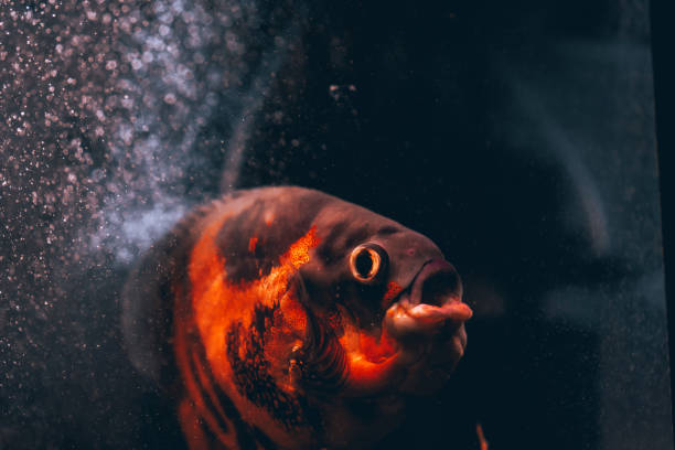 Oscar fish in the aquarium on dark background