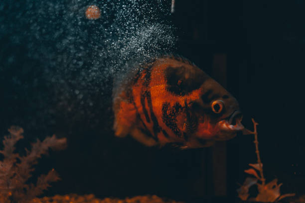 istock Oscar fish in the aquarium on dark background 1292934477