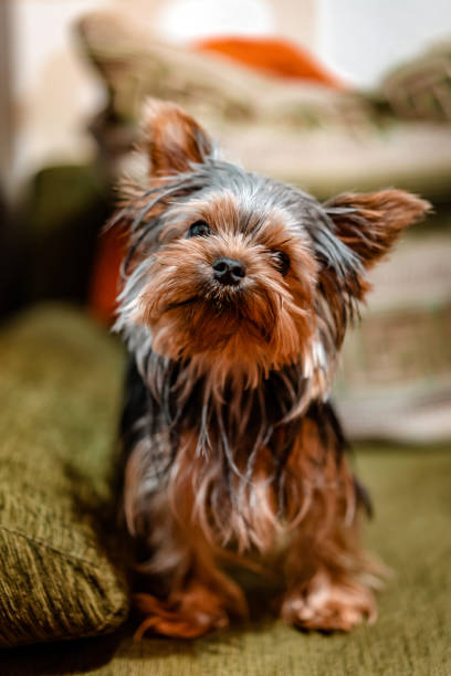 istock Yorkshire terrier dog at home on the couch 1292935146