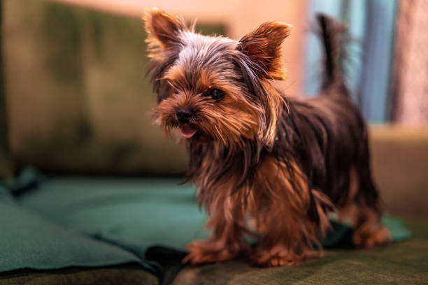 istock Yorkshire terrier dog at home on the couch 1292935182