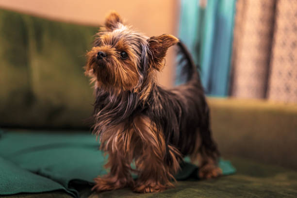 istock Yorkshire terrier dog at home on the couch 1292935251