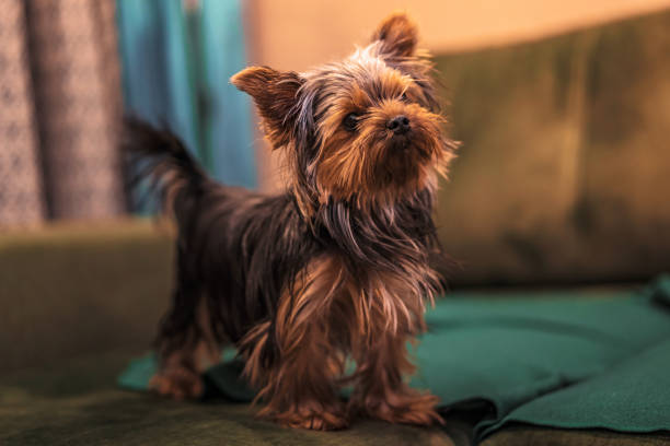 istock Yorkshire terrier dog at home on the couch 1292935275