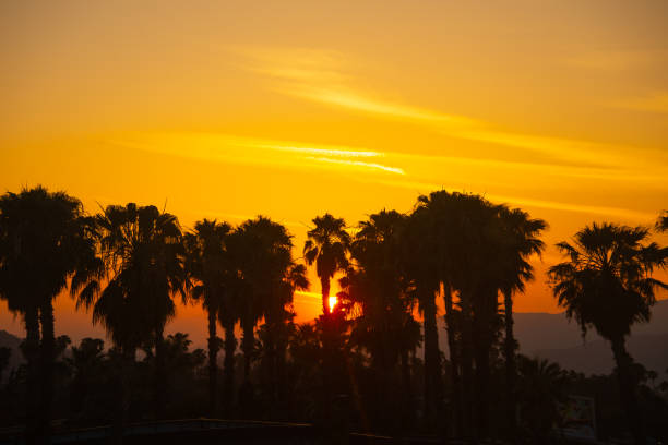 Sunset through the palm trees-Riverside California