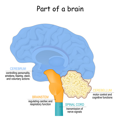 brain function. Part of brain: Cerebrum, Cerebellum, Spinal cord, Brainstem. structure of humans Nervous system. Vector diagram for education.