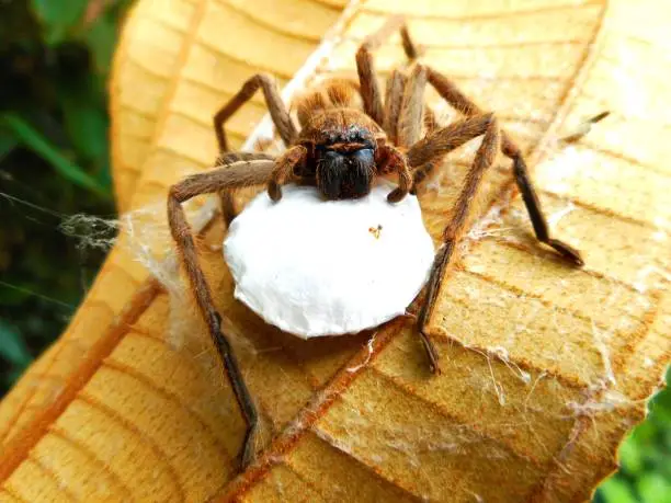 animalia family araneae arachnids spider