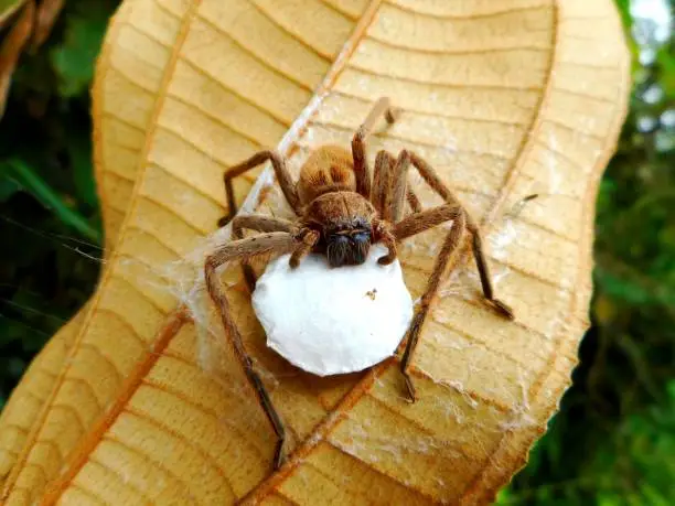 Photo of spider animalia