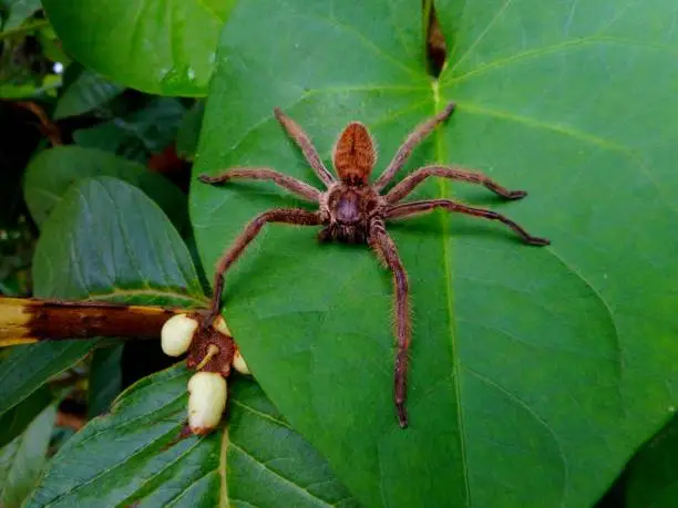 animalia family araneae arachnids spider