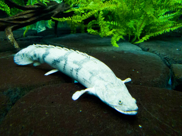 istock A white and big Piraruku resting 1292938717