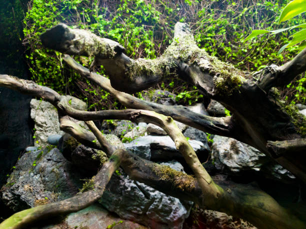 Dead trees with unusual atmosphere and surrounding plants and moss