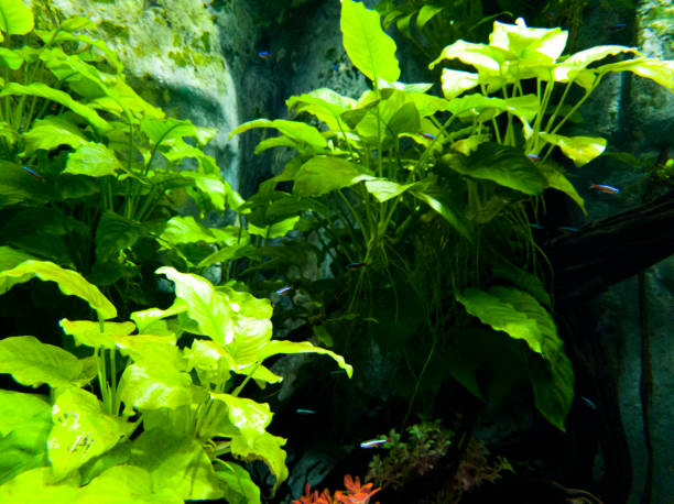 istock Houseplants and small tropical fish in the water 1292938736