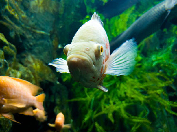 istock The chubby front view of a cute single fish 1292938860