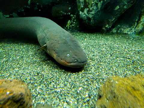 A large electric eel at rest