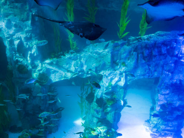 istock Various fish in the blue deep sea aquarium 1292938898