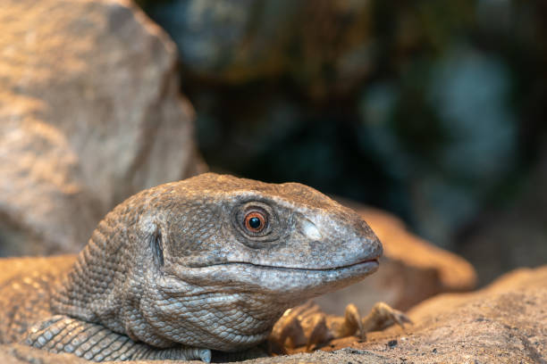 istock Savannah monitor (varanus exanthematicus) 1292942125
