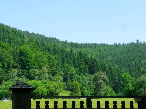 istock monoculture cultivation in the forest 1292942823