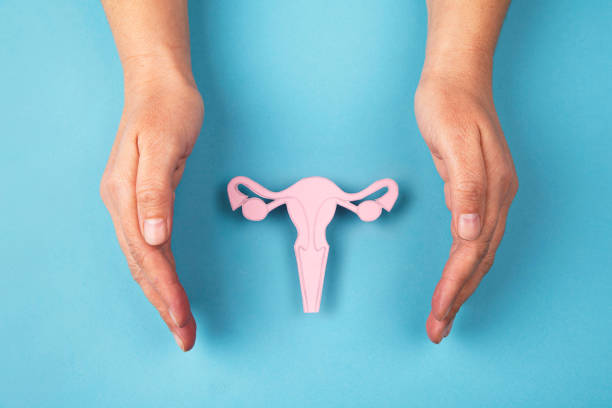 Female reproductive system and hands Female reproductive system made of paper and hands isolated on blue background uterus stock pictures, royalty-free photos & images