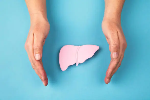 Human liver made of paper and hands isolated on blue background