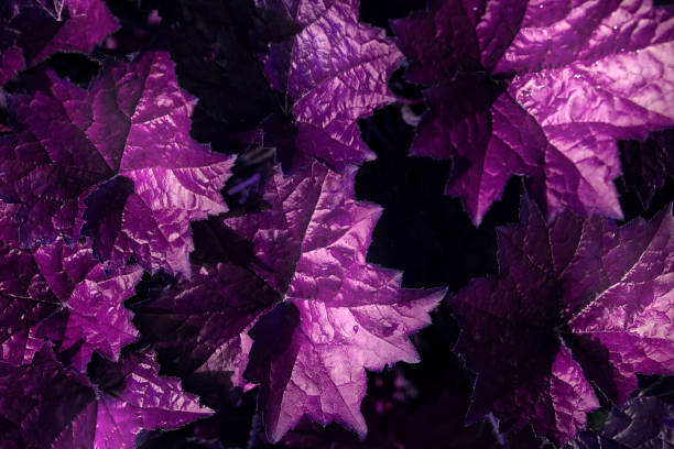 istock Abstract purple leaves 1292949673