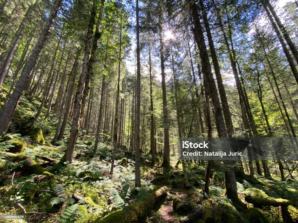 View of the sky and sun through the trees in the mixed forest of the Giessbach Nature Park, Brienz - Canton of Bern, Switzerland (Kanton Bern, Schweiz) Atmospheric Mood Stock Photo