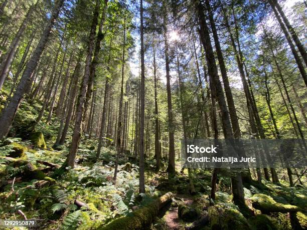 View Of The Sky And Sun Through The Trees In The Mixed Forest Of The Giessbach Nature Park Brienz Canton Of Bern Switzerland Stock Photo - Download Image Now