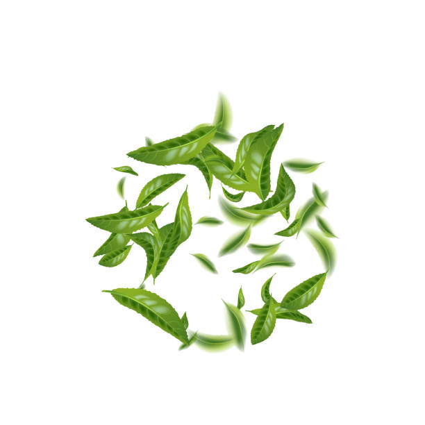 ilustraciones, imágenes clip art, dibujos animados e iconos de stock de hermosa hoja de té verde volador - spring air lush foliage branch