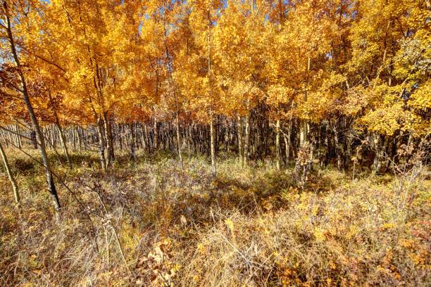 istock Pathways in Nose Hill Park in Calgary Alberta in the fall 1292953147