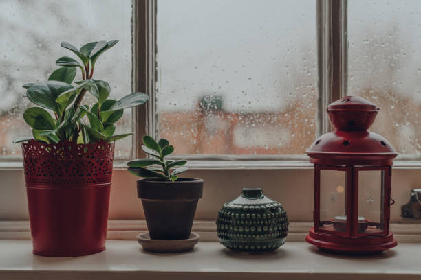 istock Ootted plants and decorative items on a windowsill at home. 1292953815