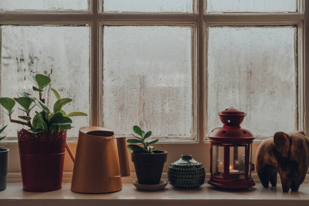Potted plants, decorative items and watering can on a windowsill at home. Row of potted plants, decorative items and watering can on a windowsill at home, shallow focus. humidity photos stock pictures, royalty-free photos & images