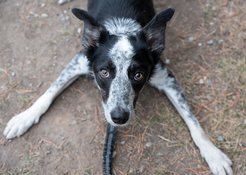 Attentive border heeler dog on leash