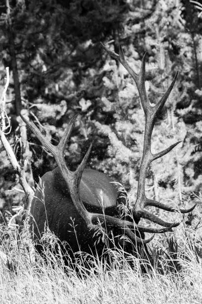 istock Bull Elk (Cervus elaphus) feeding in tall grass with tiny flies around him 1292961088