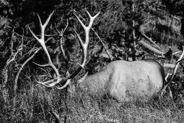 istock Bull Elk (Cervus elaphus) feeding in tall grass 1292961116