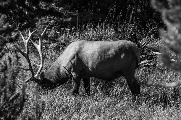istock Bull Elk (Cervus elaphus) feeding in tall grass 1292961142