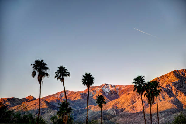 palmen in silhouette mit bergkulisse am frühen morgen in palm springs california - business life land light stock-fotos und bilder