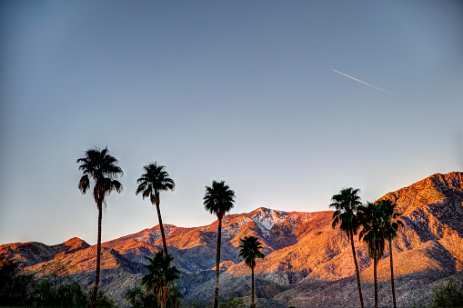 Palm Springs, California - February 12, 2016: Palm trees in silhouette with a mountain backdrop early morning in Palm Springs California