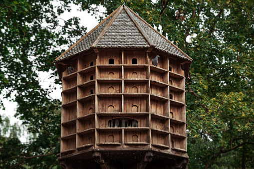 pigeons and pigeon house in the forest
