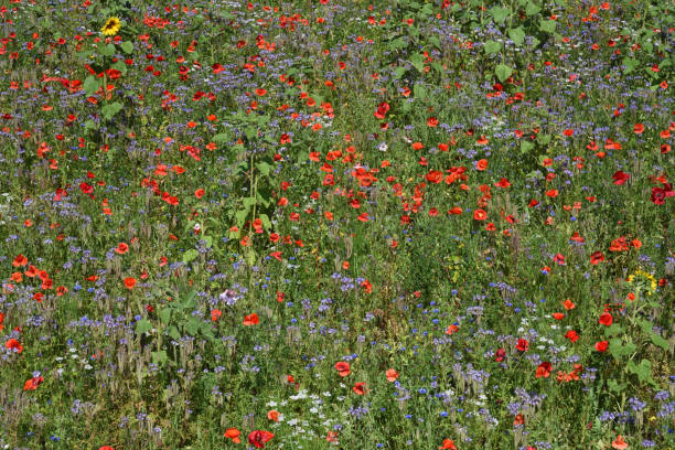 istock red poppy flowers 1292965747