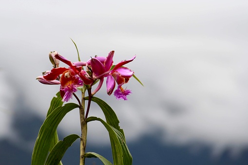 Pink orchid along walk to the Sun Gate at Machu Picchu.