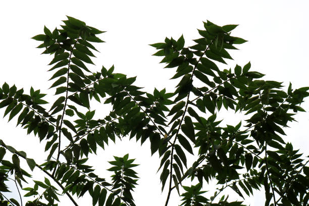 istock silhouette of beautiful leaves 1292970763