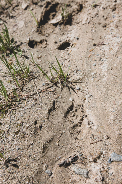 istock A wolf track in the dirt behind a moose track. 1292972234