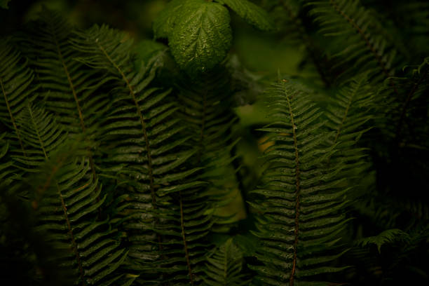 Ferns covered in rain from a Washington rain storm in North Bend, WA, United States