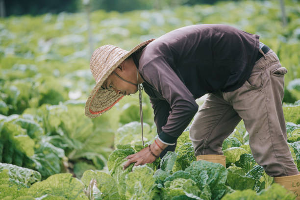 istock Asian male farmer picking up freshly harvested cabbage at cabbage fields 1292973025