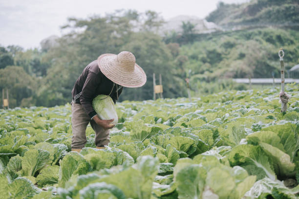 istock Asian male farmer picking up freshly harvested cabbage at cabbage fields 1292973046