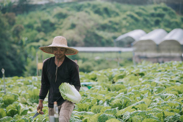 istock Asian male farmer picking up freshly harvested cabbage at cabbage fields 1292973058