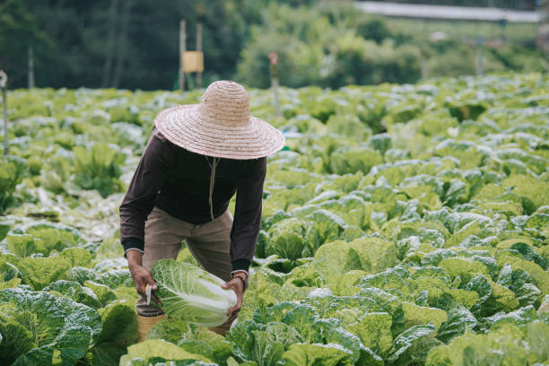 istock Asian male farmer picking up freshly harvested cabbage at cabbage fields 1292973064