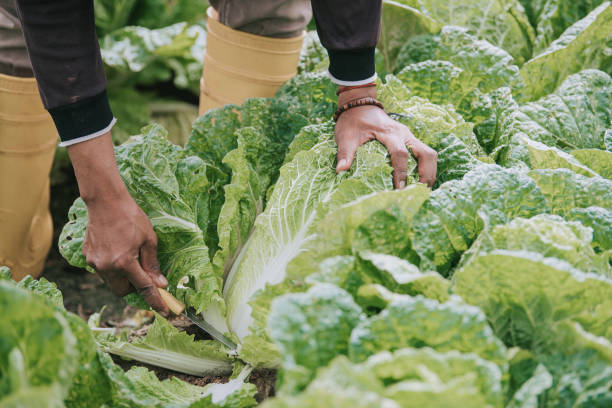 Close up of asian farmer cutting harvesting picking up cabbage on fields