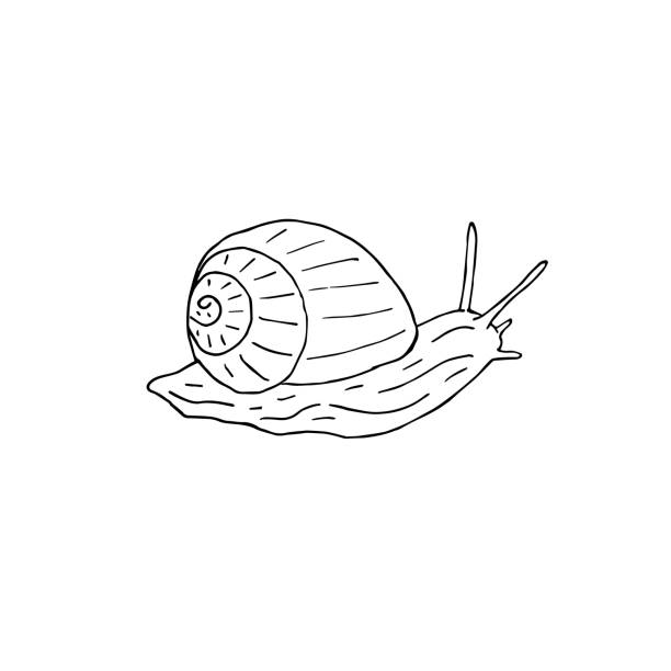 Vector Hand Drawn Doodle Sketch Black Snail Stock Illustration - Download  Image Now - Animal, Animal Shell, Animal Wildlife - iStock