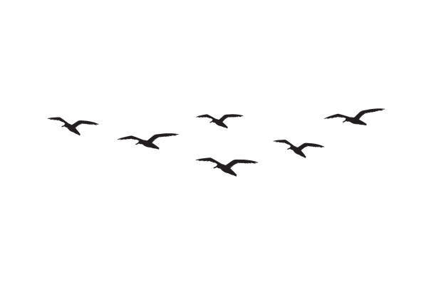 Vector hand drawn doodle sketch flying seagull birds flock silhouette Vector hand drawn doodle sketch flying seagull birds flock silhouette isolated on white background seagull stock illustrations